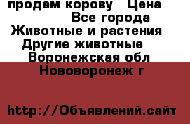 продам корову › Цена ­ 70 000 - Все города Животные и растения » Другие животные   . Воронежская обл.,Нововоронеж г.